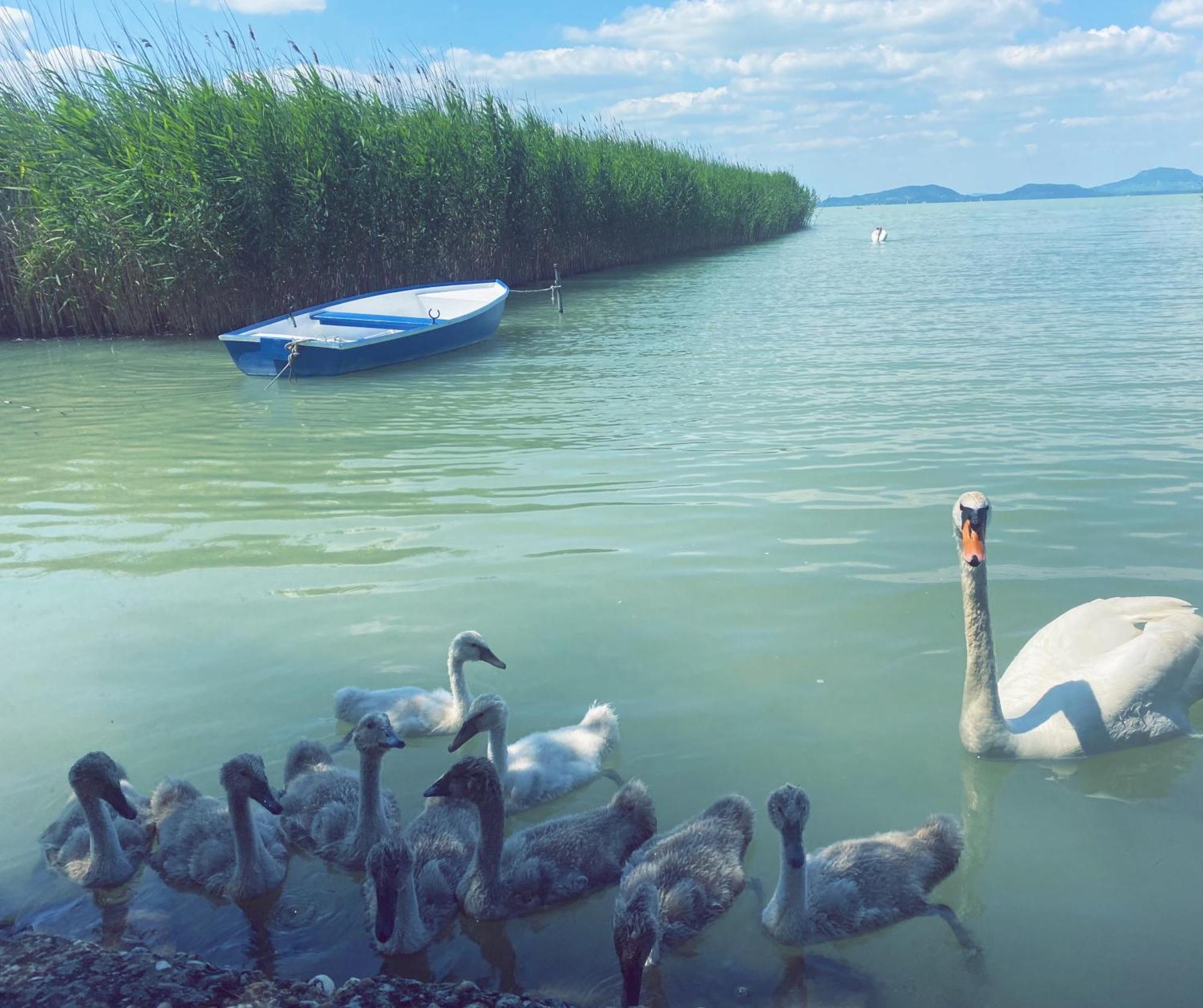 Balaton A Kertben - Balaton In The Garden - Beachfront Houses With Beautiful View, Private Beach Balatonfenyves Eksteriør billede